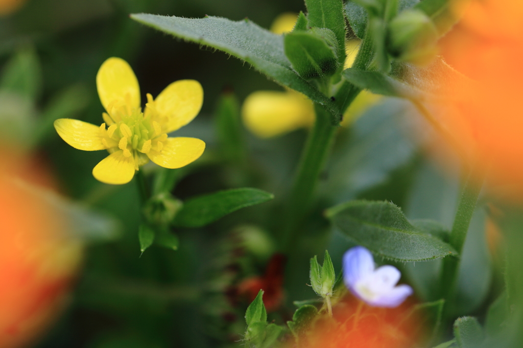 線路脇の小さな花①