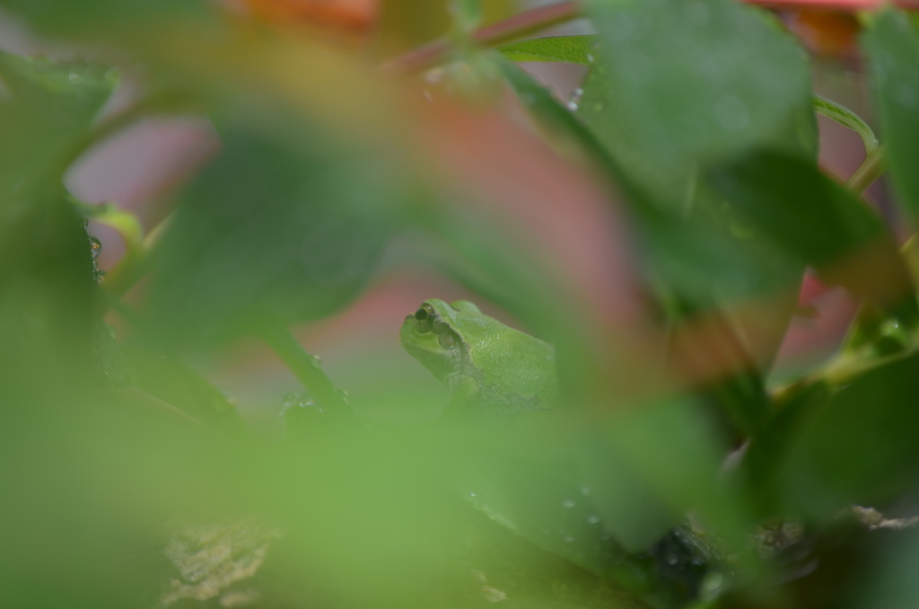 かくれんぼ＾＾