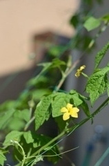 夏に向かってゴーヤ