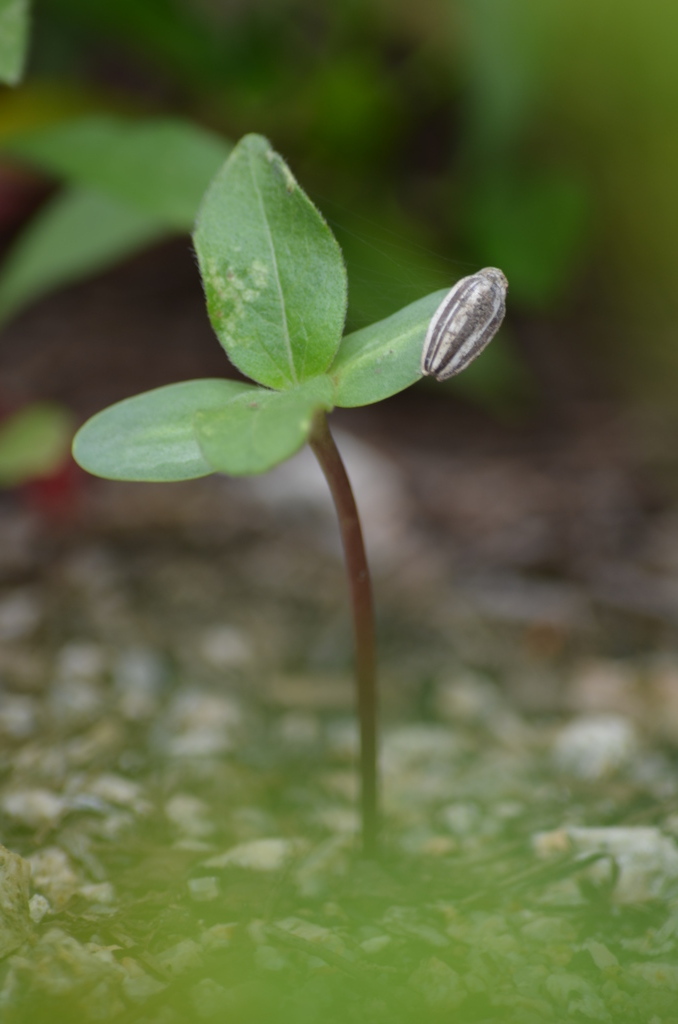 幸せのひまわり