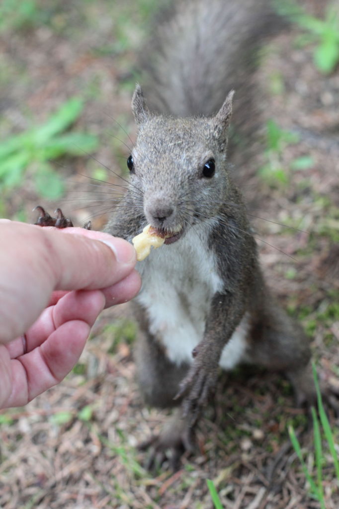 おやつをどうぞ