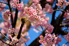 おおかん桜