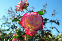 秋の空と薔薇