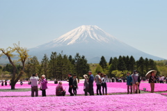 芝桜