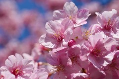 河津桜　