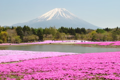富士山と芝桜