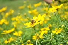 ミツバチ発見