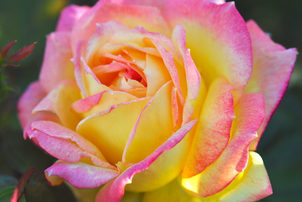 薔薇