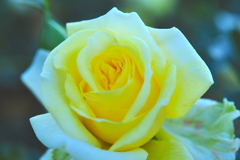 黄色の薔薇