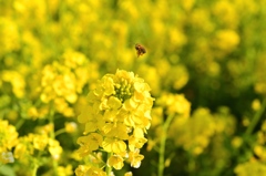 菜の花