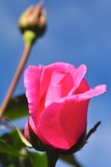 秋の空と赤い薔薇