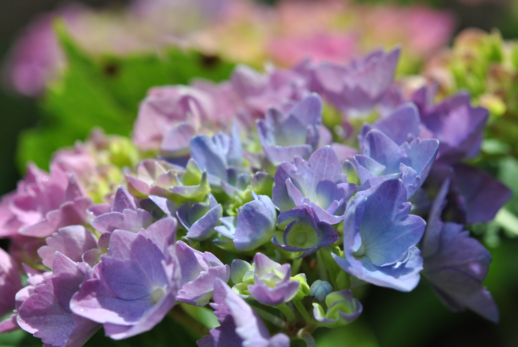 紫陽花