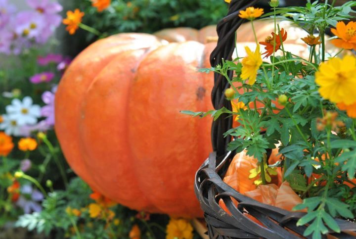 HAPPY HALLOWEEN