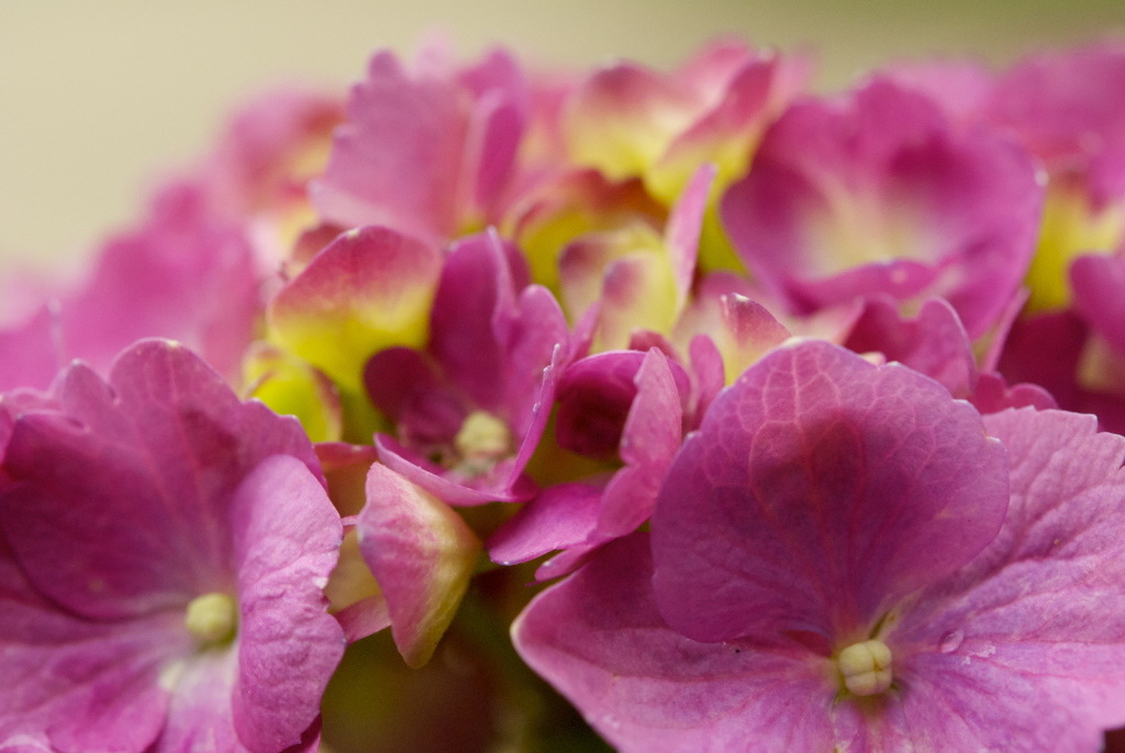 紫陽花