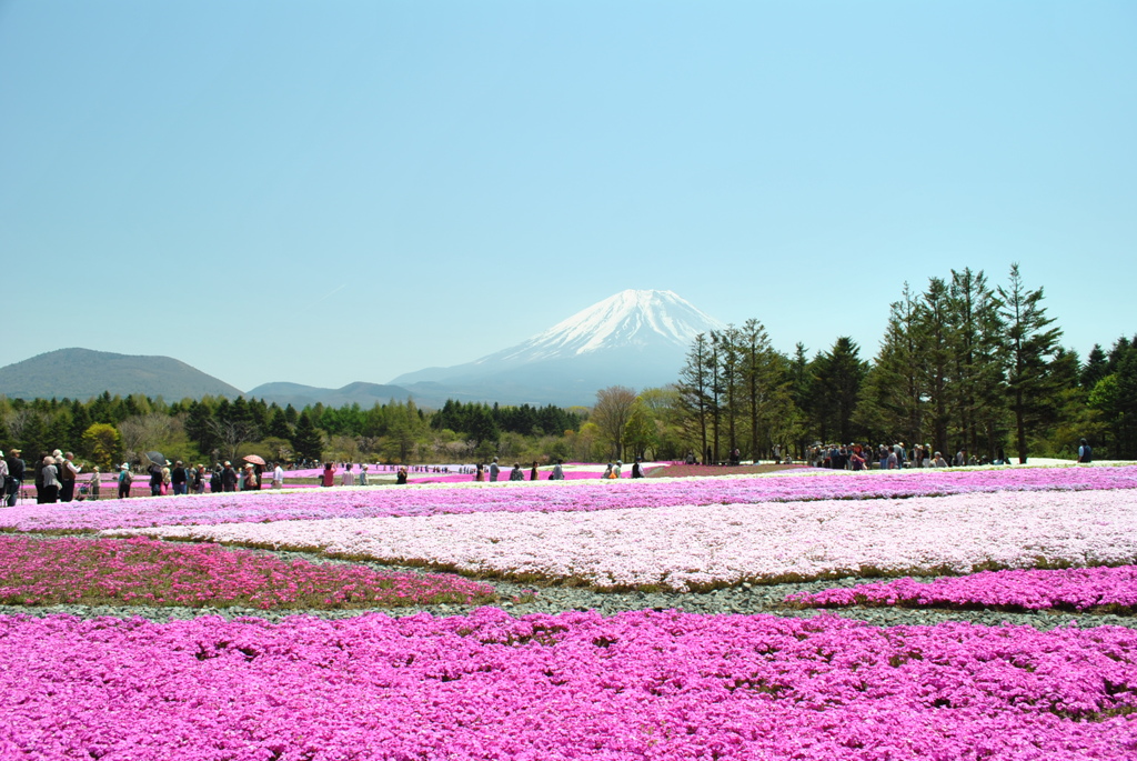 芝桜