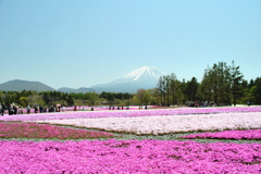 芝桜