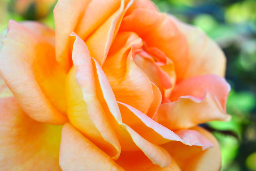 オレンジの薔薇