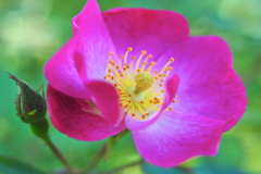 薔薇