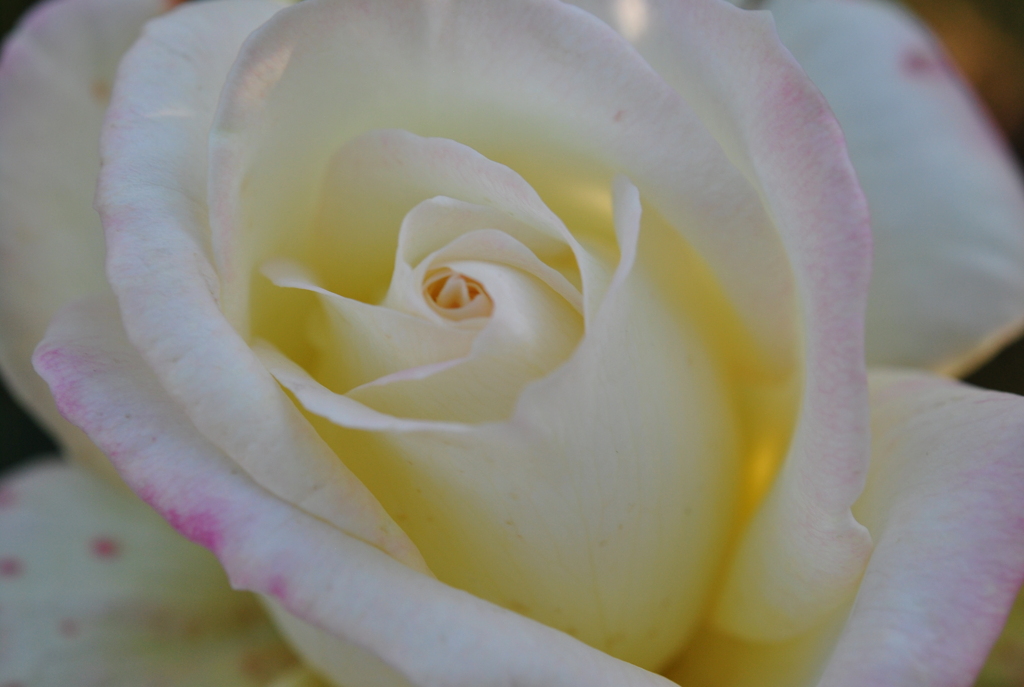 薔薇