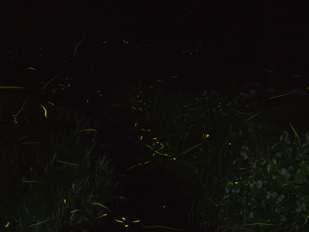 ホタル