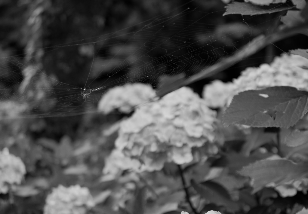 蜘蛛の糸と、紫陽花