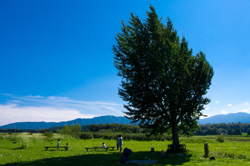 BIG TREE