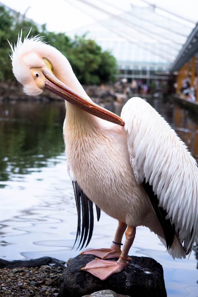 ペリカン