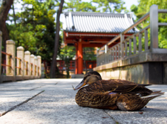 石舞台の側でお昼寝？