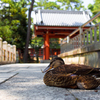 石舞台の側でお昼寝？