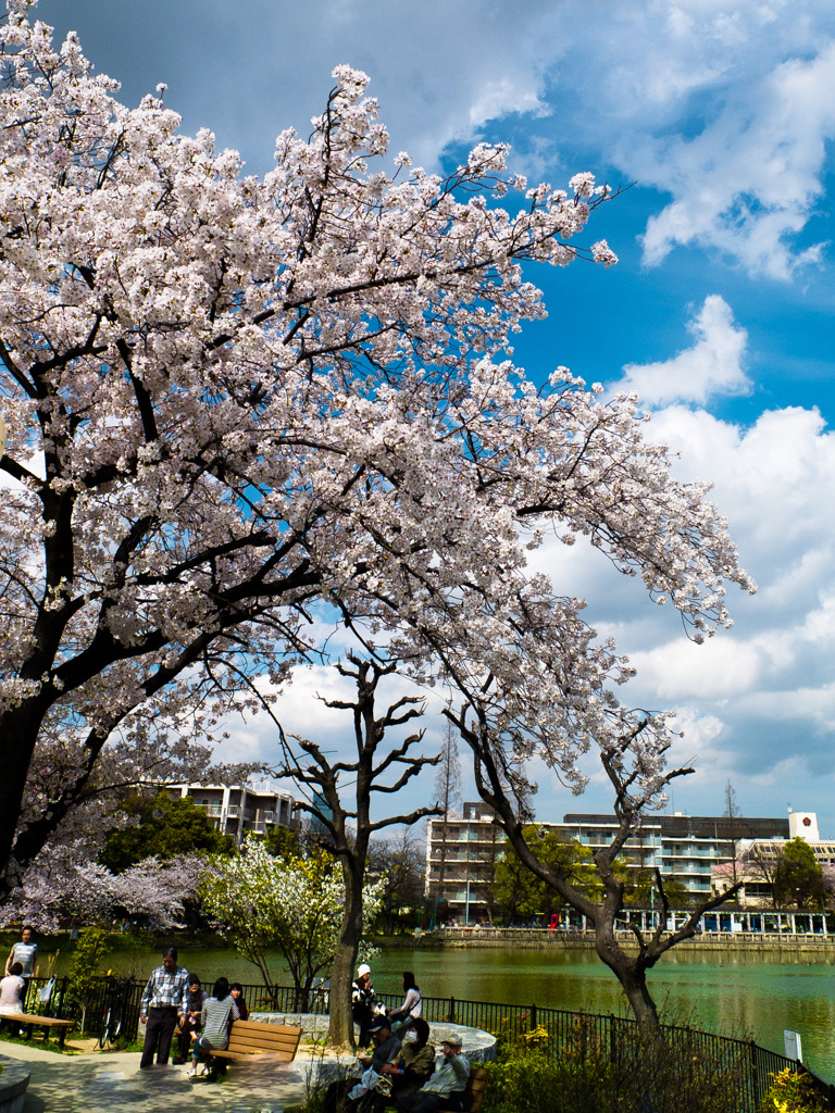 桜