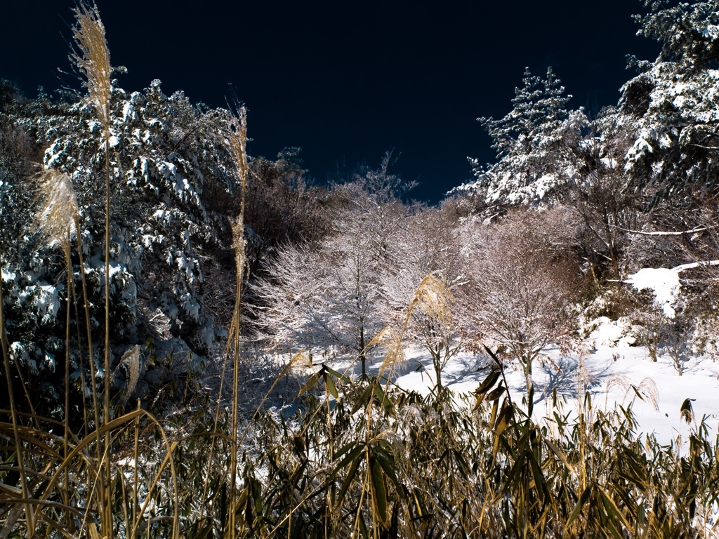 雪ススキ