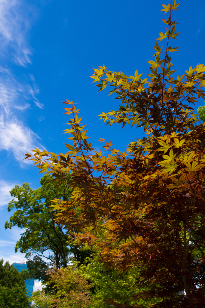 夏の紅葉