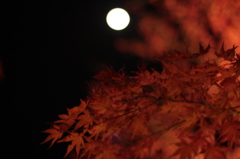 月と紅葉
