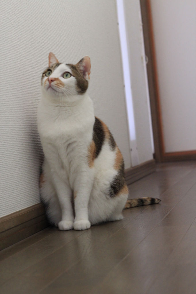 「なにしてるの？」
