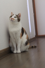 「なにしてるの？」
