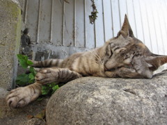 090805_in田代島-お昼寝なう