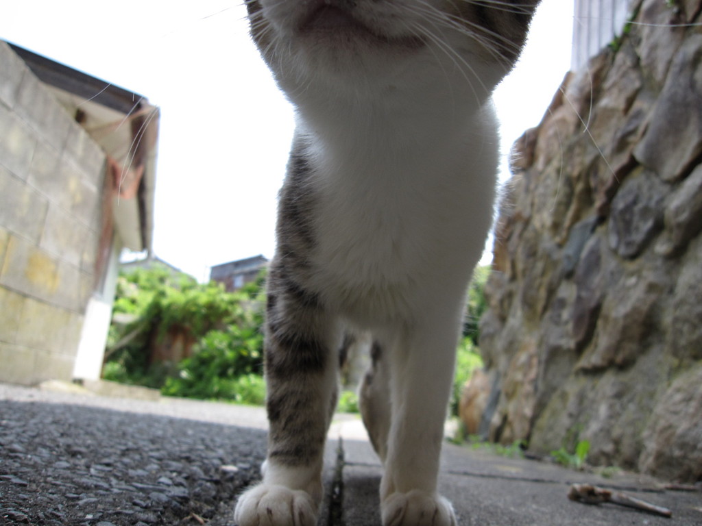090805_in田代島-なになになにー？