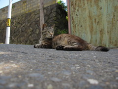090805_in田代島-第一島猫発見！