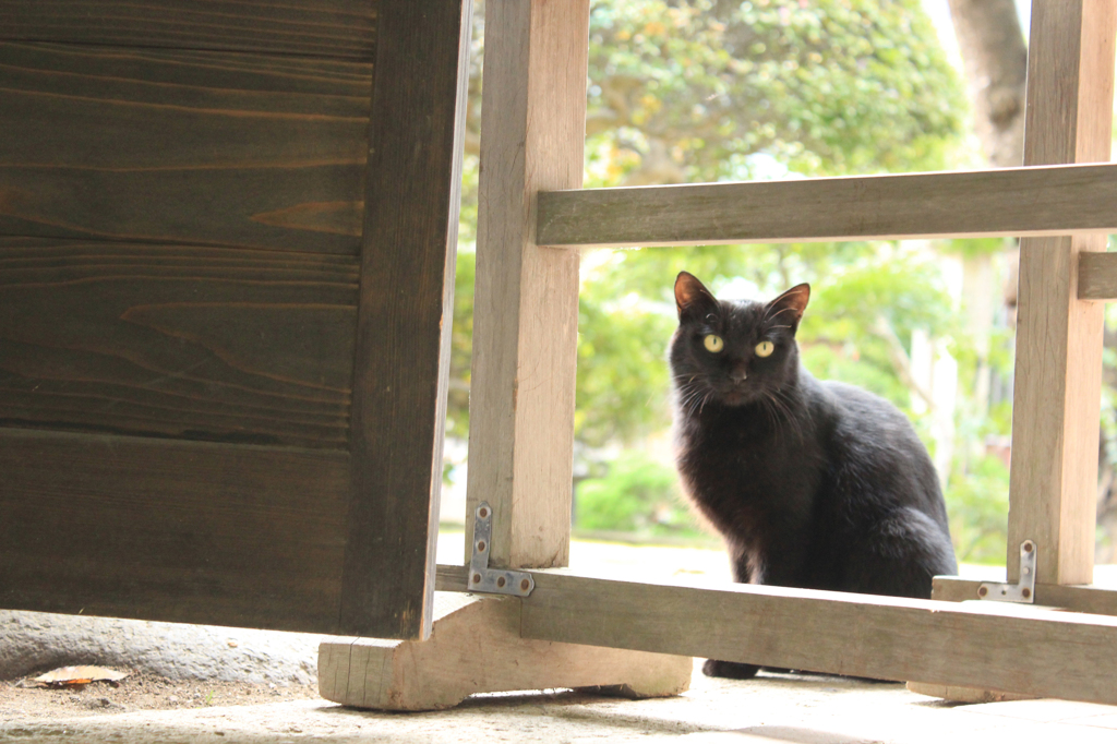 山寺のお出迎えにゃんこ。