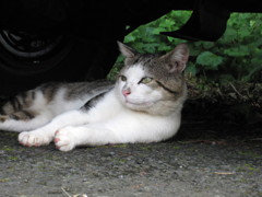 090805_in田代島-車の下からこんにちは