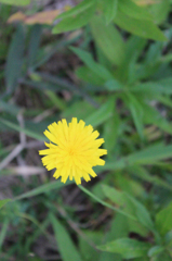 黄色いお花。