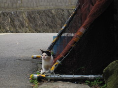 090805_in田代島-ゴミ置き場から登場…？