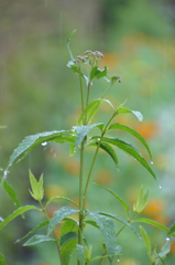 雨の中に佇む花