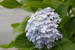 梅雨に咲く花