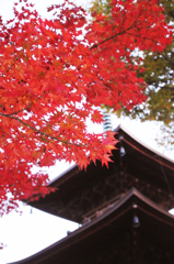 紅葉と寺
