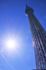 天にも届け、都の木