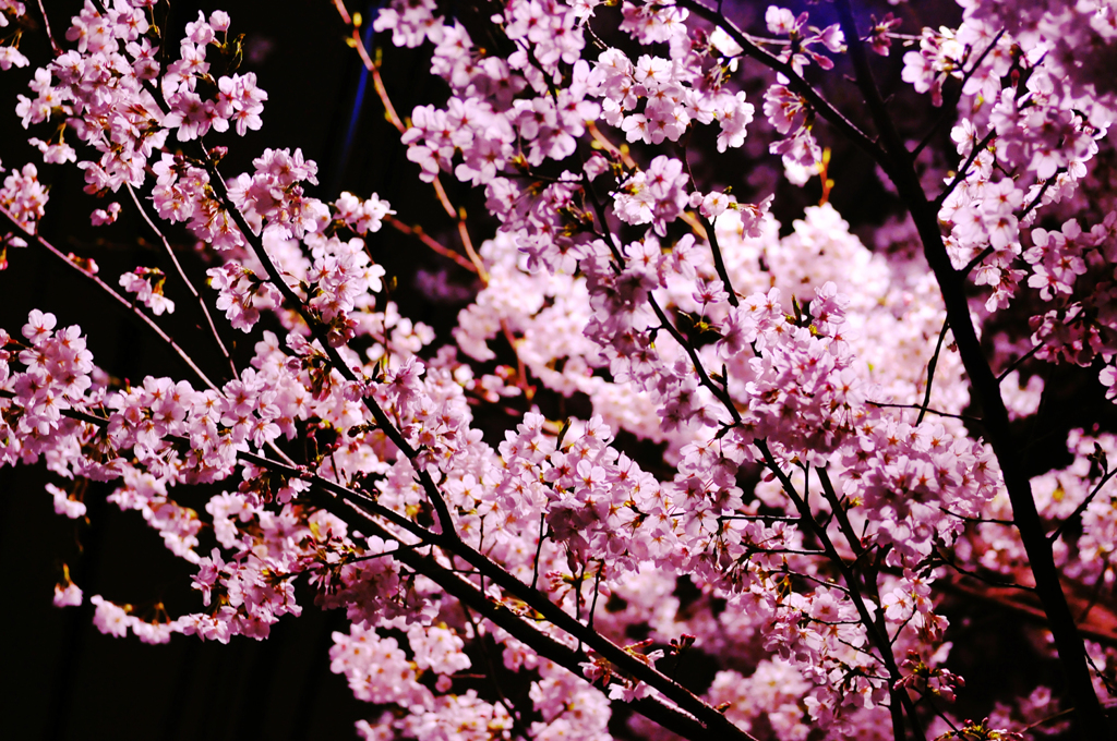 夜桜
