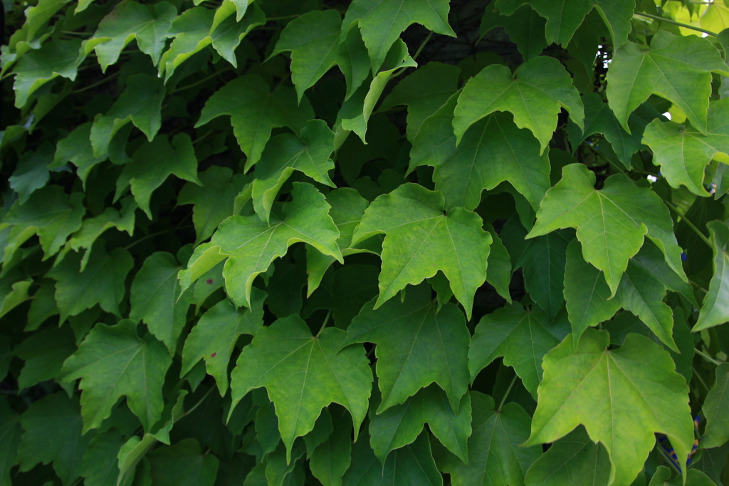 工事現場の葉っぱ