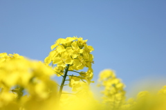 菜の花