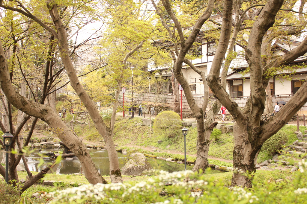 桜の頃